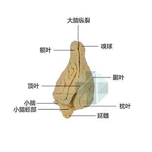 狗腦