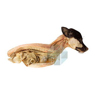 犬腹腔頂部局解