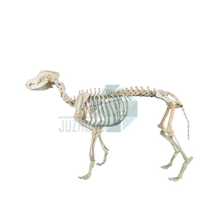 犬骨架