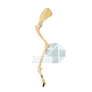 犬前肢關(guān)節(jié)