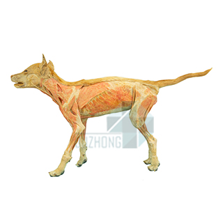 犬全身血管神經(jīng)一側(cè)深一側(cè)淺附內(nèi)臟（幼狗）