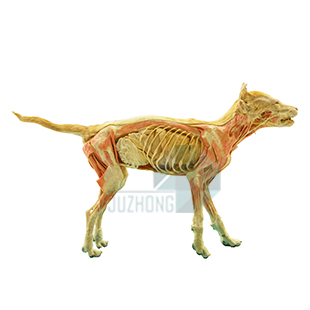犬全身血管神經(jīng)一側(cè)深一側(cè)淺附內(nèi)臟（幼狗）