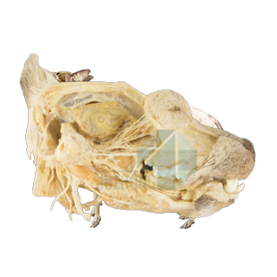 犬十二對腦神經(jīng)