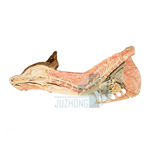 犬胸部局解（右側(cè)面） 血管 神經(jīng)
