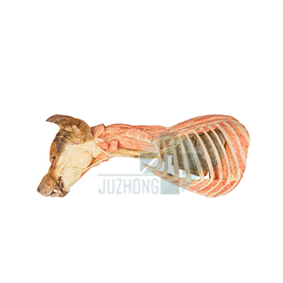 犬胸部局解（左側(cè)面）