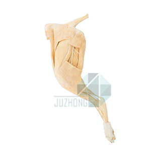 犬后肢血管神經(jīng)深層