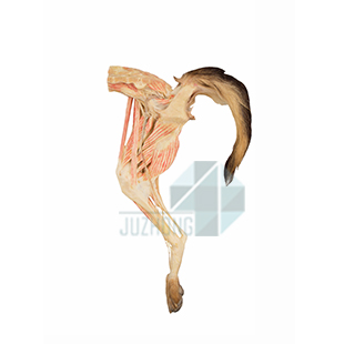 犬后肢血管神經(jīng)淺層