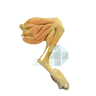 犬后肢肌