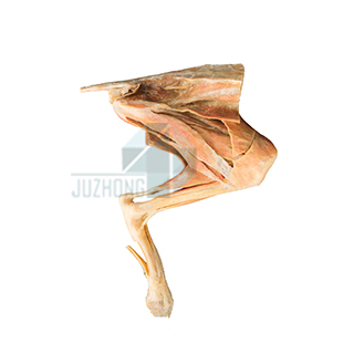 貓后肢肌肉（深層）