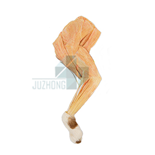 貓前肢血管神經(jīng)淺層