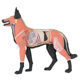 犬解剖模型