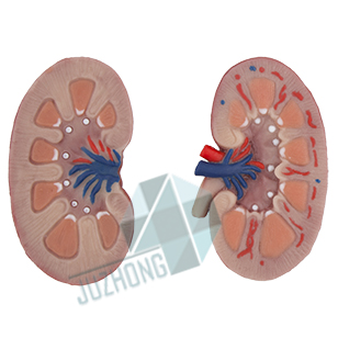 豬腎模型（1）