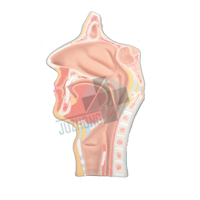 鼻口咽喉腔模型