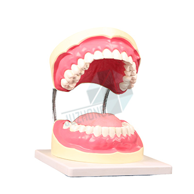 牙保健模型