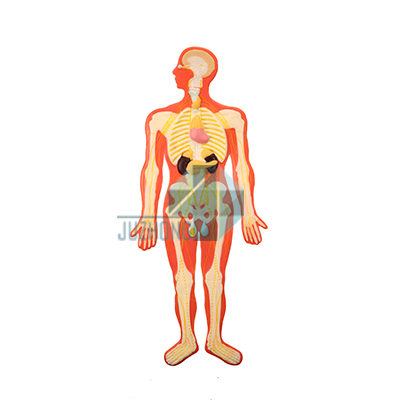 神經(jīng)系統(tǒng)及內(nèi)分泌系統(tǒng)浮雕模型