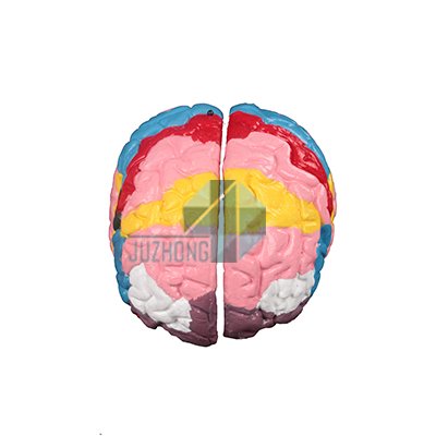 腦皮質(zhì)分區(qū)模型