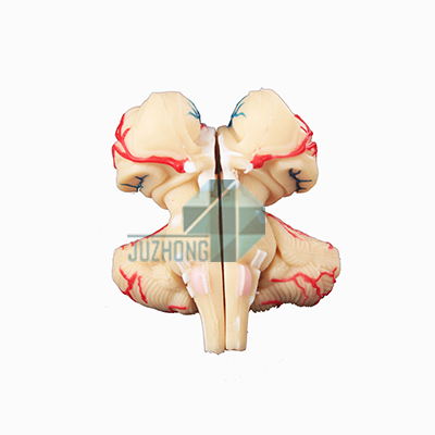 第四腦室脈絡(luò)叢與小腦模型