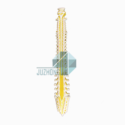 脊髓節(jié)段與椎骨關(guān)系模型