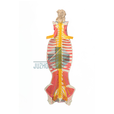 腦、脊髓與椎管關(guān)系模型