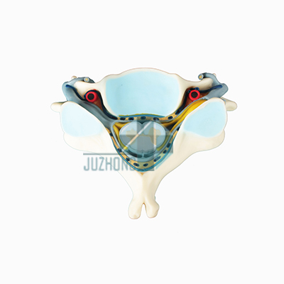 頸椎附脊髓和脊神經(jīng)放大模型