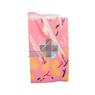 皮膚結(jié)構(gòu)放大（大）模型
