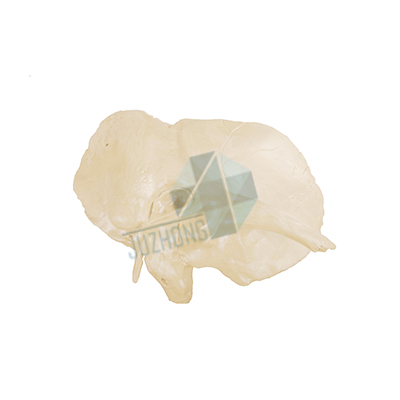 顳骨放大模型