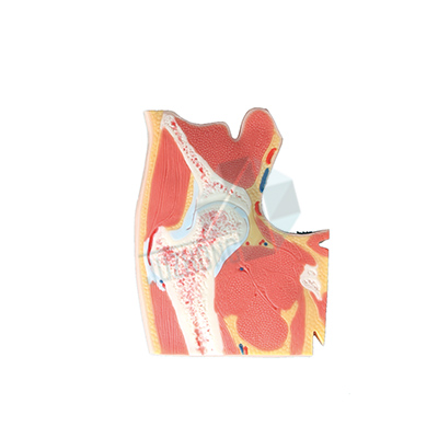 髖關(guān)節(jié)切面模型