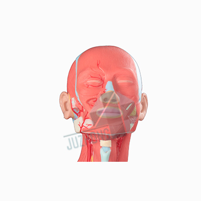 頭部雙側(cè)肌肉模型
