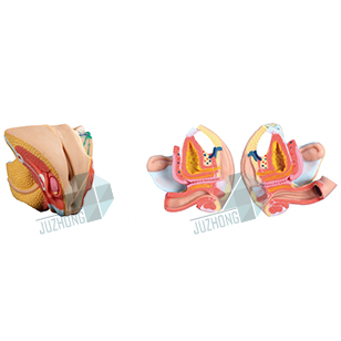 女性內(nèi)外生殖器解剖模型