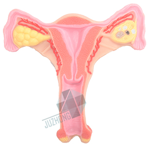 女性內(nèi)生殖器官模型