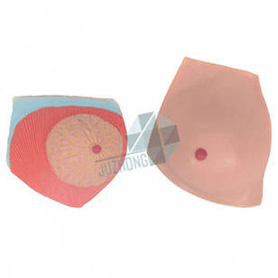 女性哺乳期乳房解剖模型