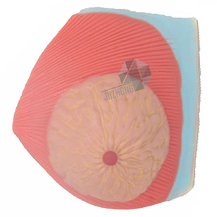 女性乳房解剖模型（單側(cè)）